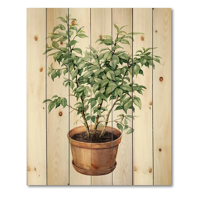 Designart - Ficus Benjamina In Clay Flowerpot - Traditional Print on Natural Pine Wood