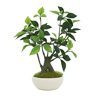 11.5" Premade Potted Bonsai Ficus by Ashland®