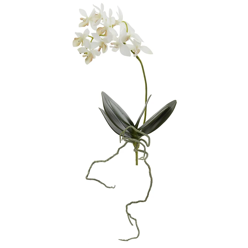 White Mini Moth Orchid Stem, 6ct.