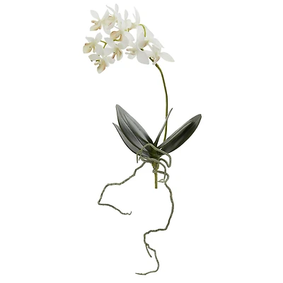 White Mini Moth Orchid Stem, 6ct.