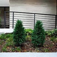 2.5ft. UV Resistant Cedar Plant Set with Integrated Ground Stake