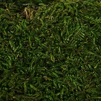 Preserved Green Sheet Moss Bag