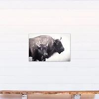 Two Bison 20" x 30" Canvas Wall Art