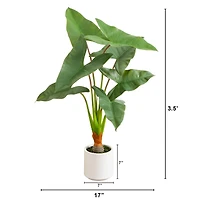 3.5ft. Arrowhead Philodendron in White Decorative Planter