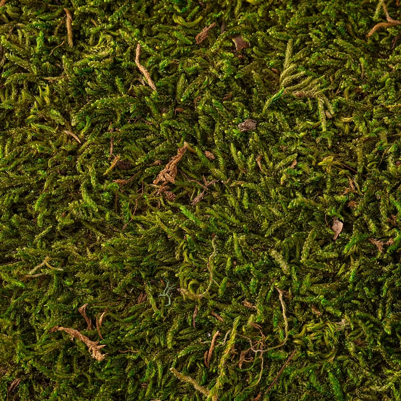 12 Pack: Forest Green Preserved Moss by Ashland®