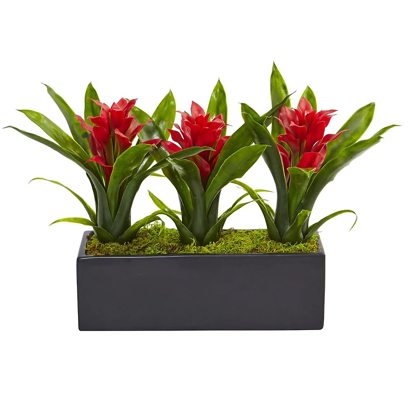 11'' Red Bromeliad Plants in Rectangular Planter