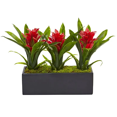 11'' Red Bromeliad Plants in Rectangular Planter