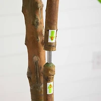 8ft. Real Touch Potted Willow Tree