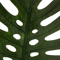 6 Pack: Green Monstera Leaf Stem by Ashland®