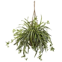 20" Spider Plant Hanging Basket