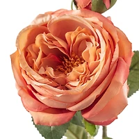 Coral English Rose Stem by Ashland®