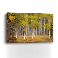 Lumaprints June Lake Aspen Giclée Canvas