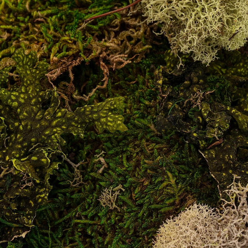 Moss Variety Pack by Ashland®