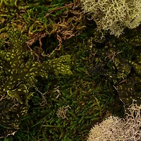 Moss Variety Pack by Ashland®