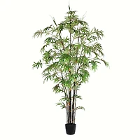 7ft. Potted Black Japanese Bamboo Tree