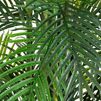 11ft. UV Resistant Artificial Areca Palm Tree (Indoor/Outdoor)
