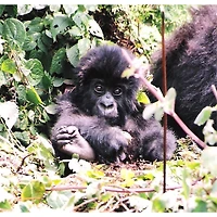 Sparkly Selections Baby Gorilla in Volcanoes 40cm x 50cm Diamond Painting Kit, Round Diamonds