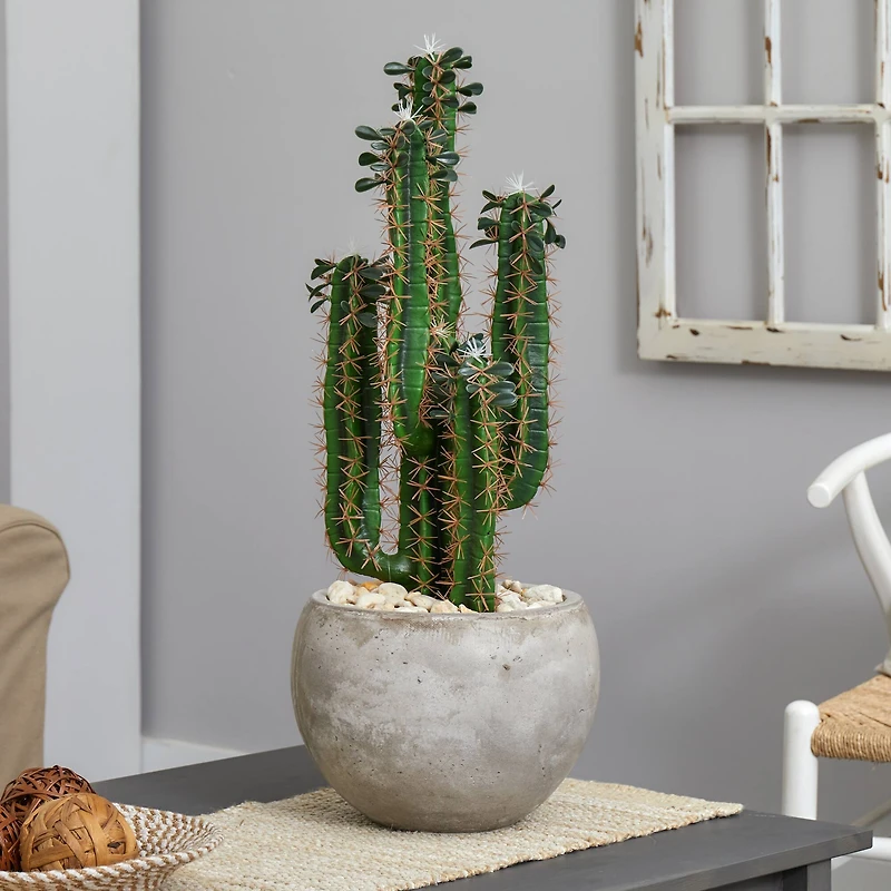 2.5ft. Cactus in Bowl Planter