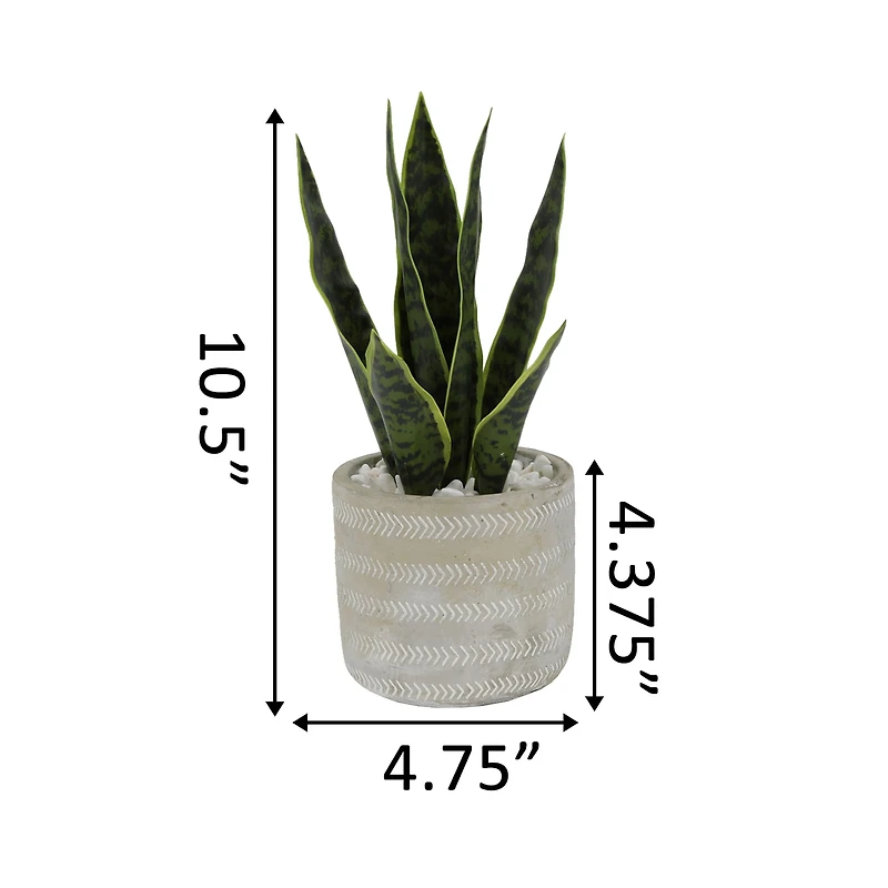 Flora Bunda® 12" Snake Plant In 4.75" Pueblo Cement Pot