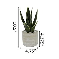 Flora Bunda® 12" Snake Plant In 4.75" Pueblo Cement Pot