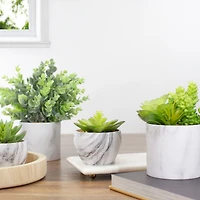 4" Green & Purple Succulent in Faux Marble Pot