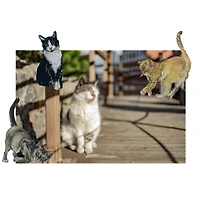 Cat Stickers by Recollections™