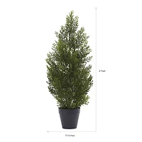 2ft. Potted Mini Cedar Pine Tree