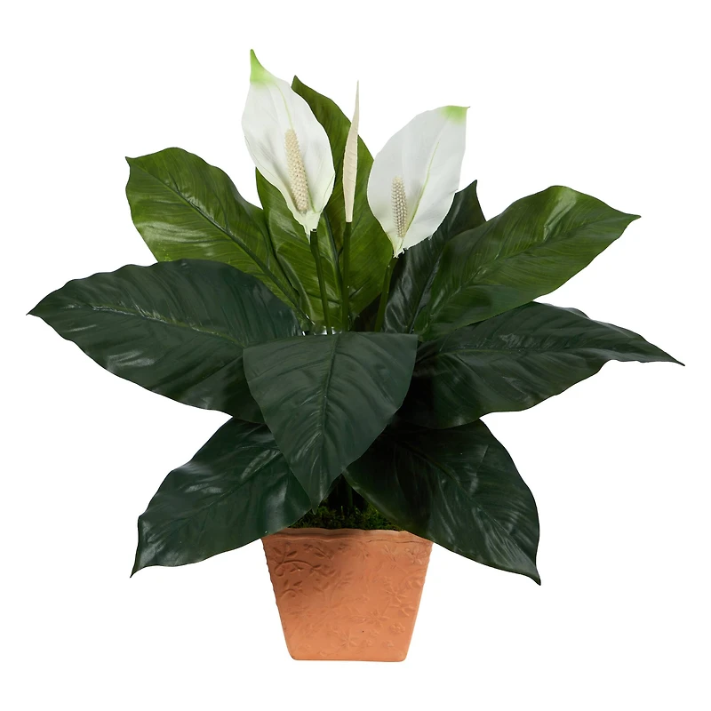 2ft. Peace Lily Plant in Terra Cotta Planter