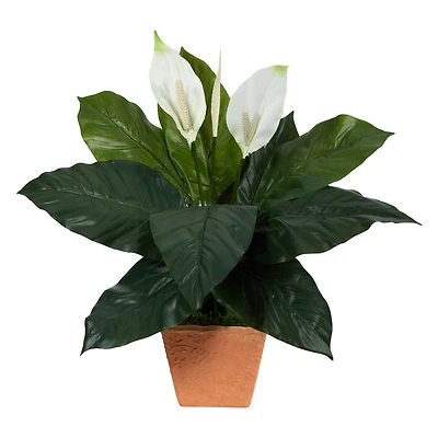 2ft. Peace Lily Plant in Terra Cotta Planter