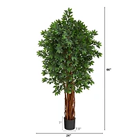 5.5ft. Potted Lychee Tree