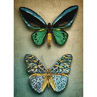 Diamond Dotz® Intermediate Level Antique Butterflies Diamond Painting Kit