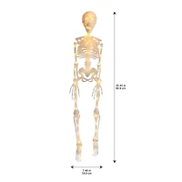 35" Warm White LED Skeleton by Ashland®