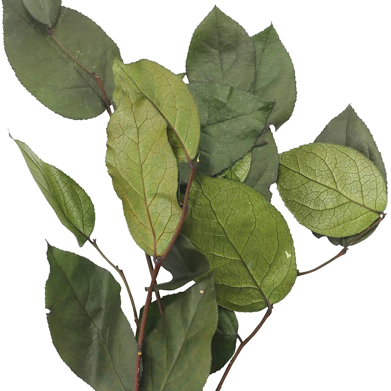 24" Basil Salal Foliage by Ashland®