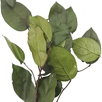 24" Basil Salal Foliage by Ashland®