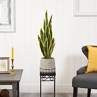 3ft. Snake Plant in Stoneware Planter with Gold Trim