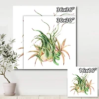 Designart - Tropical Leaves Air Plant Succulent