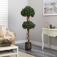 5.5ft. Sweet Bay Double Ball Topiary Tree in Ribbed Metal Planter