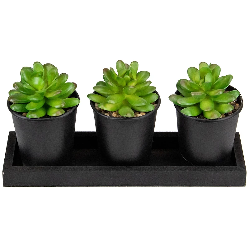 10" Potted Succulents with Wood Planter Set