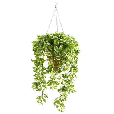 4ft. Purple Heart Evergreen Plant in Hanging Basket