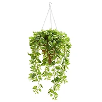 4ft. Purple Heart Evergreen Plant in Hanging Basket