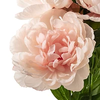 Coral Peony Bush by Ashland®