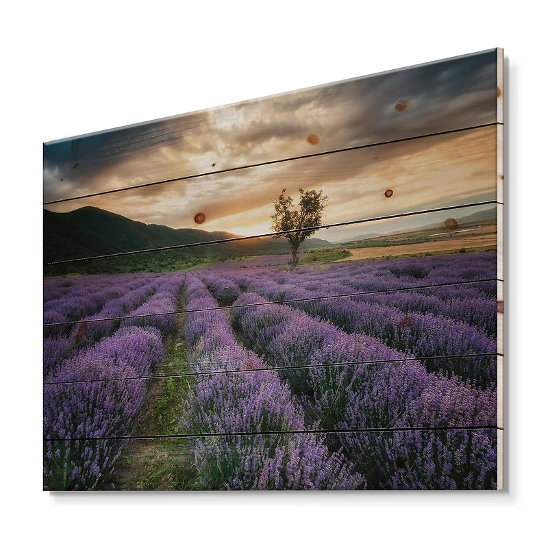 Designart - Sunrise & Dramatic Clouds Over Lavender Field VII