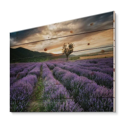 Designart - Sunrise & Dramatic Clouds Over Lavender Field VII