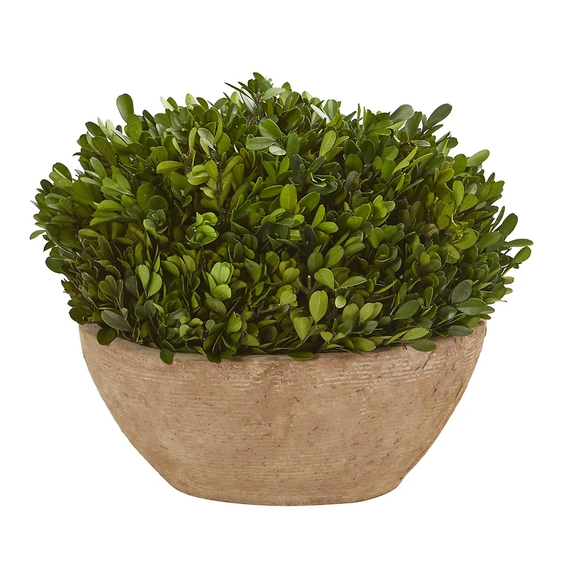 12" Boxwood Preserved Plant in Oval Planter