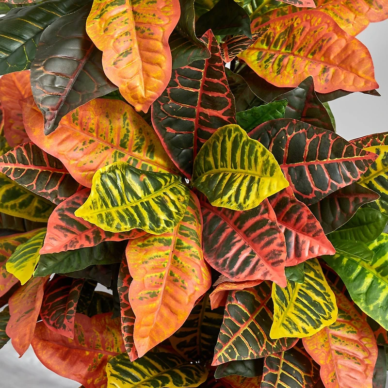 3.5ft. Croton Plant in Decorative Planter