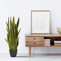 3ft. Potted Green & Yellow Snake Plant