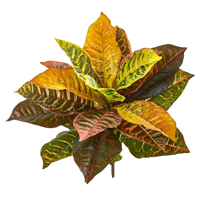 Croton Bush, 4ct.