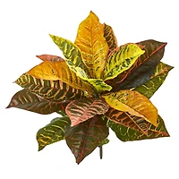 Croton Bush, 4ct.