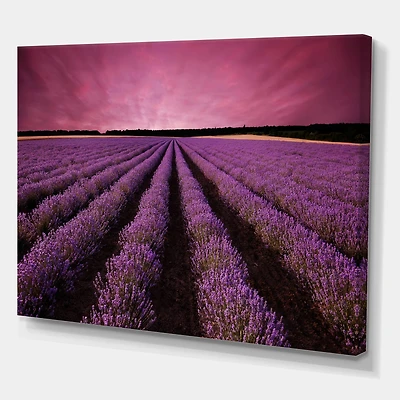 Designart - Sunrise & Dramatic Clouds Over Lavender Field XI