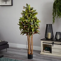 5ft. Potted Croton Tree